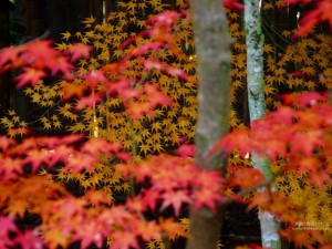京都北野天満宮2014年紅葉の見頃時期とおすすめコース