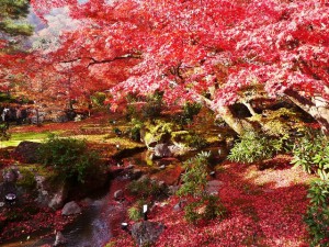 『2014嵐山紅葉の見頃、おすすめスポット！トロッコ＆ライトアップ』