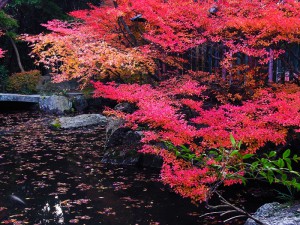 京都毘沙門堂の紅葉、2014年の見頃時期とおすすめ散策コース
