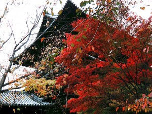 京都毘沙門堂の紅葉、2014年の見頃時期とおすすめ散策コース