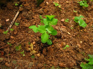 エンドウ豆の栽培方法・プランターでの育て方は？