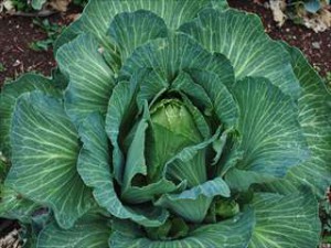 秋まき野菜の栽培方法や育て方は？収穫野菜を使用した簡単レシピは？
