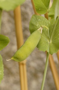 エンドウ豆の栽培方法・プランターでの育て方は？