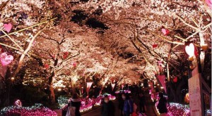 夜桜デート！都内のおすすめスポットはここ！その１